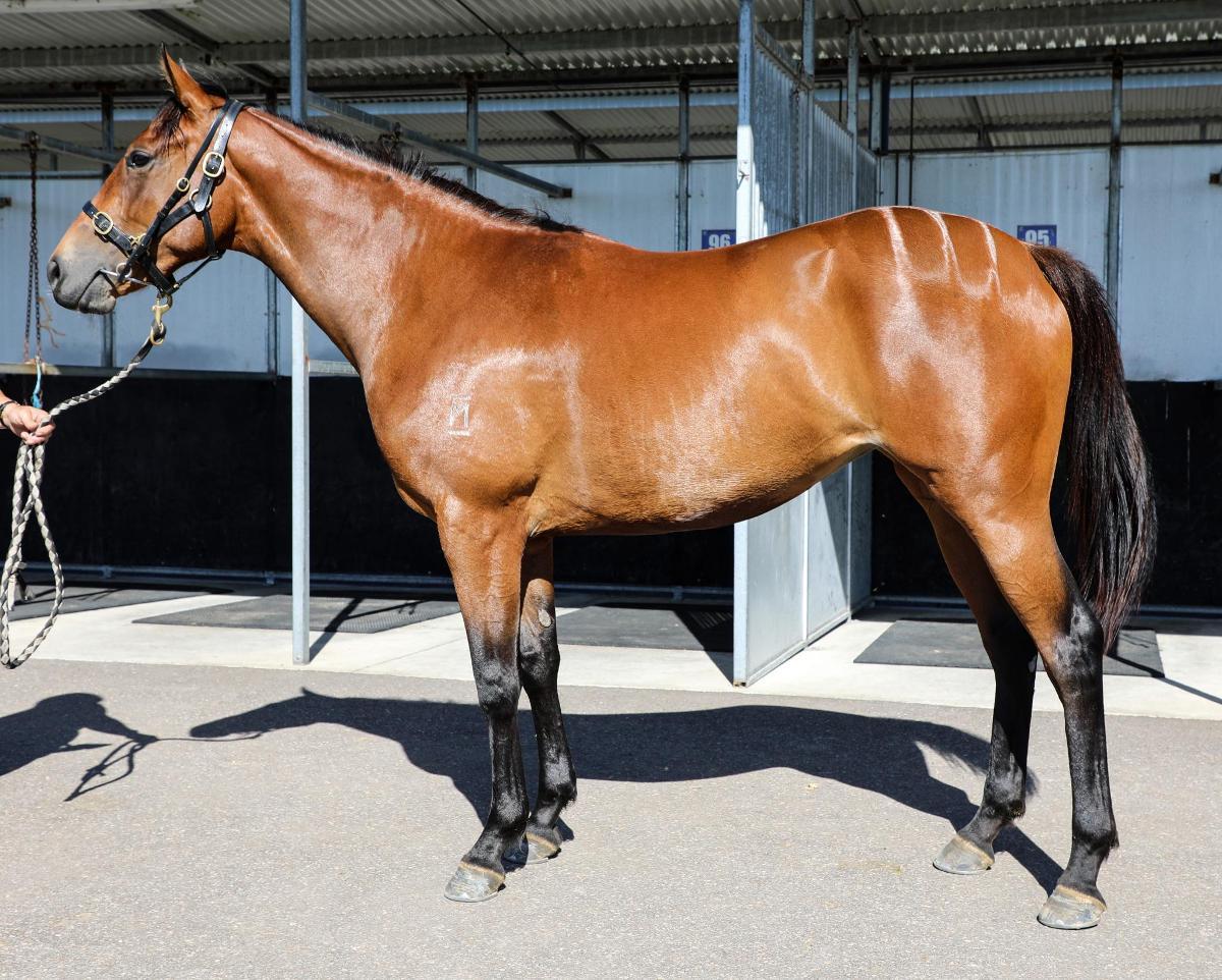 KING'S LEGACY x FRESH HOPE 22 Filly