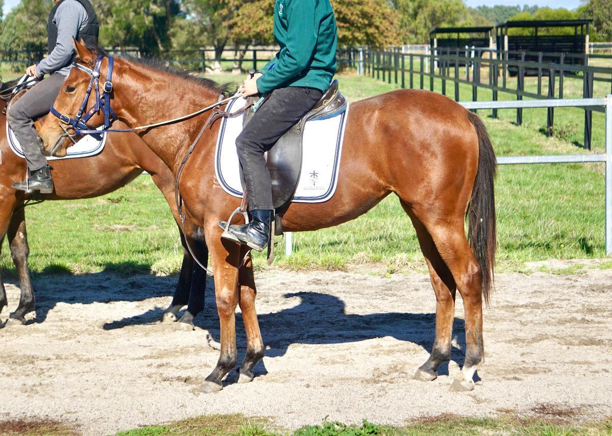 Anders x Madame Trop Vite Filly