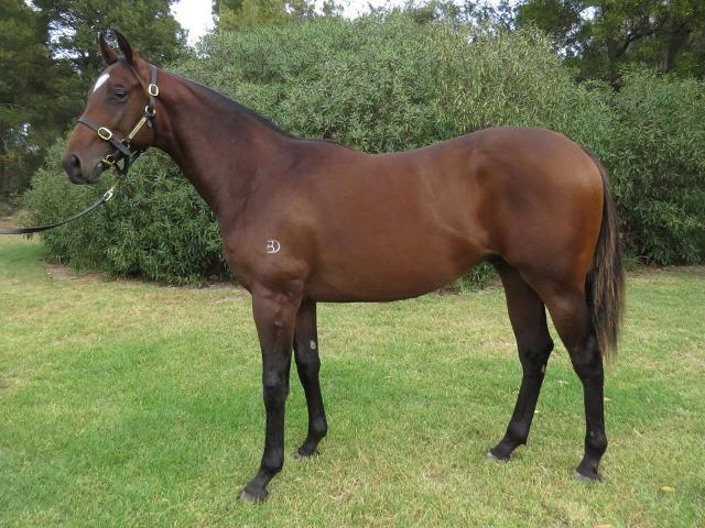 Supido x First Piroutte Colt