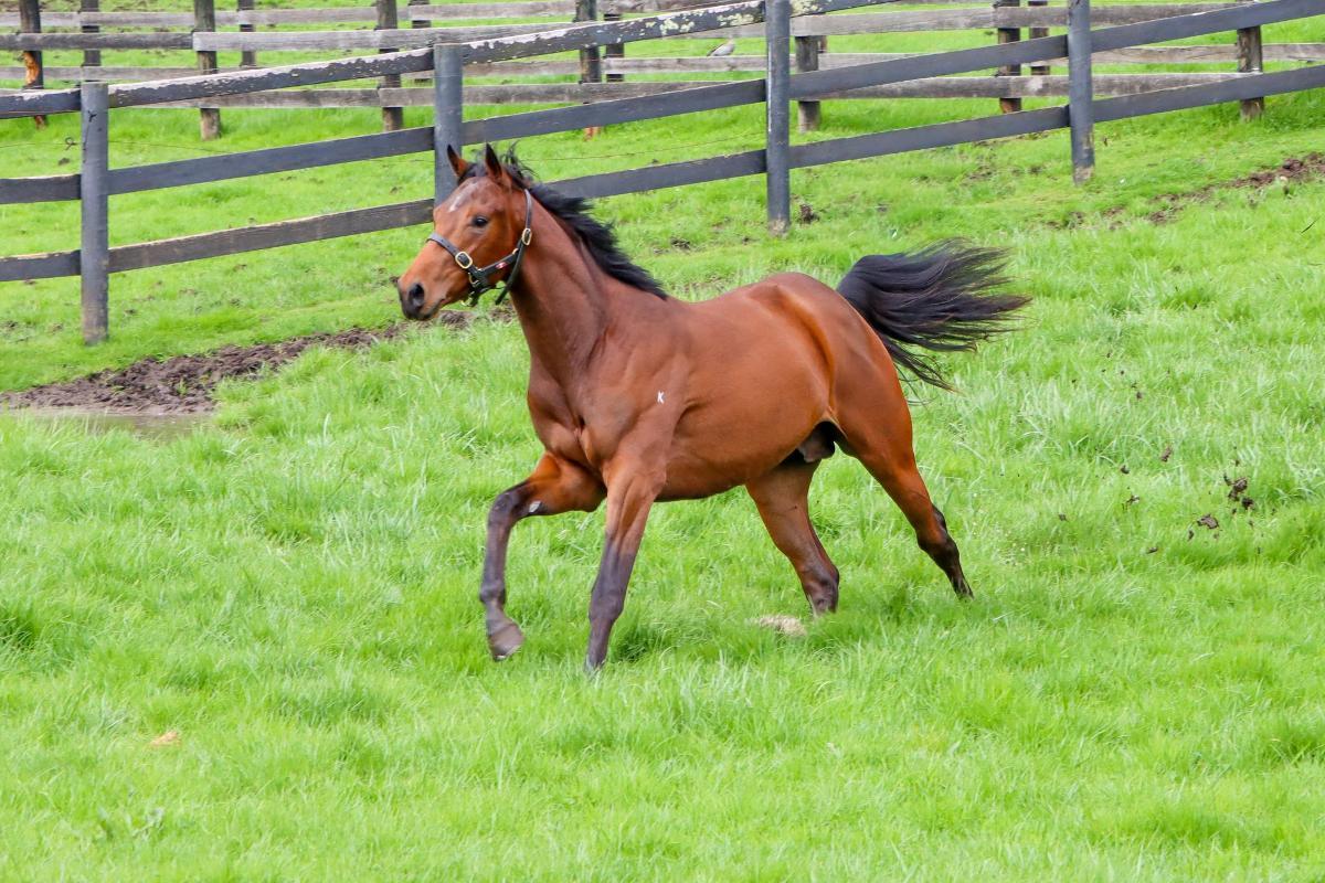 In The Congo 2yo Colt