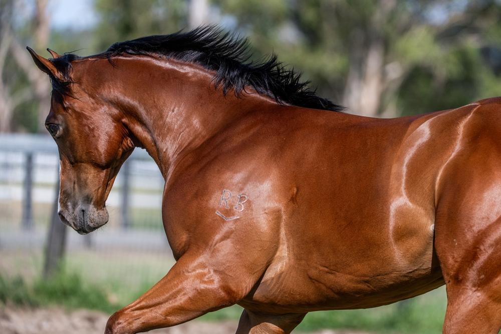 Stay Inside x Prize Draw colt