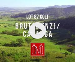 Brutal Colt