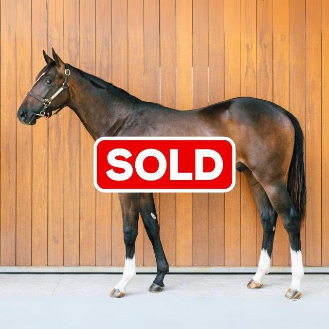 horse-image