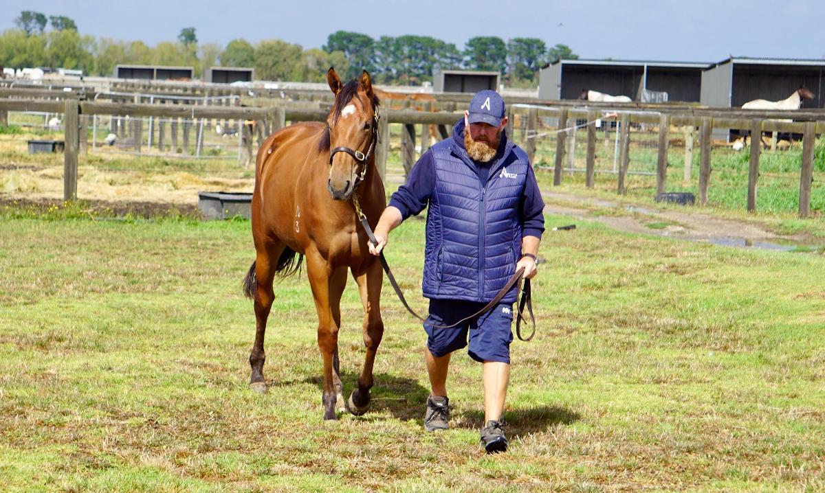 Anders x Madame Trop Vite Filly