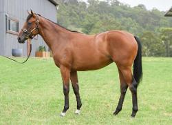 Pierro x Araaja filly