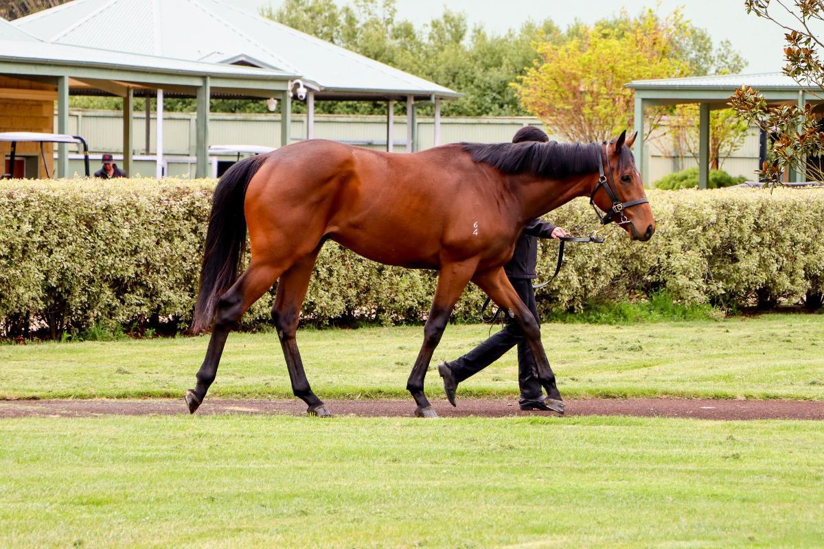 In The Congo 2yo Colt