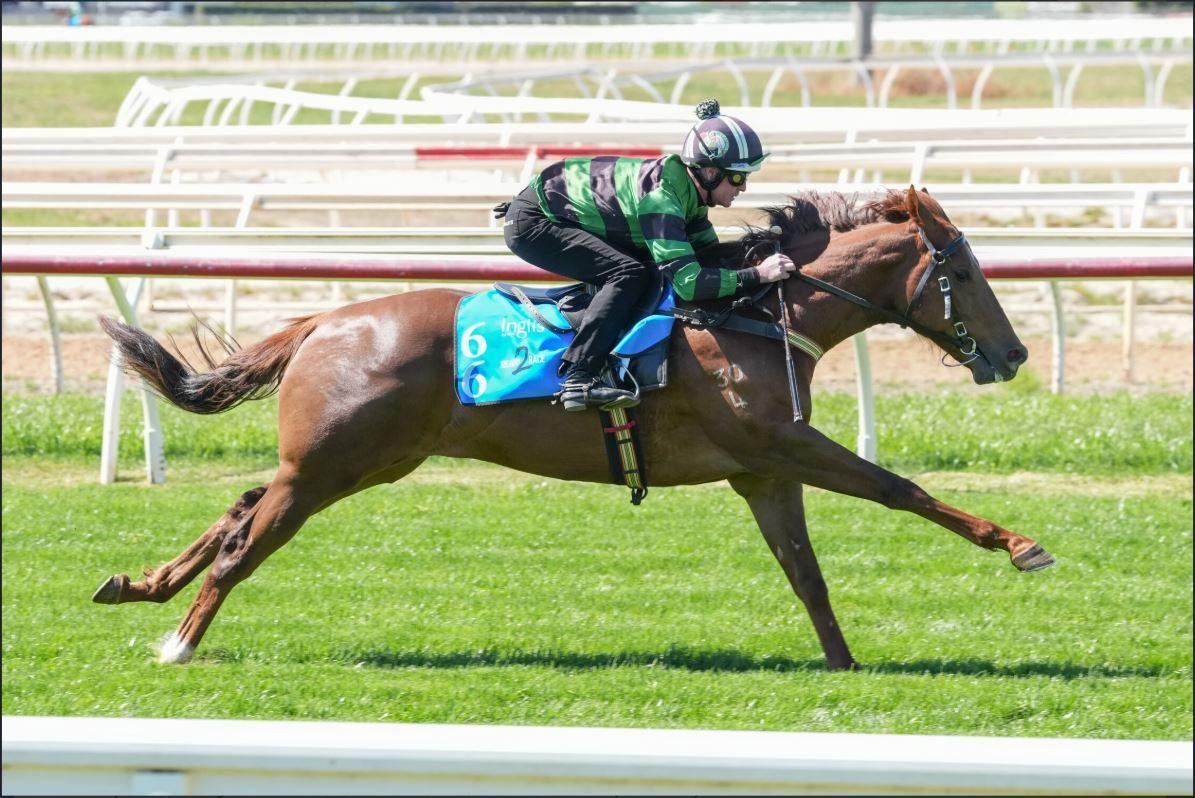 Capitalist x Pennino '24 Colt