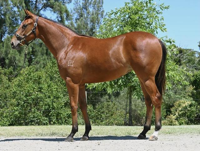 Anders x Madame Trop Vite Filly