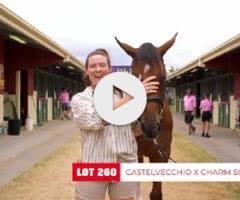 Castelvecchio filly X Charm School