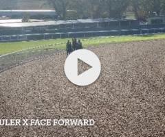 Wild Ruler x Face Forward filly