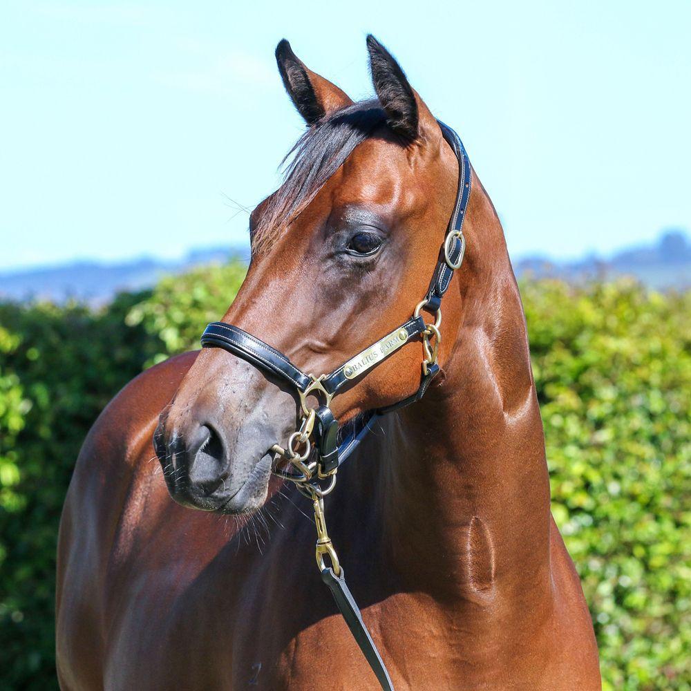 Acrobat x I Am Gypsy Filly