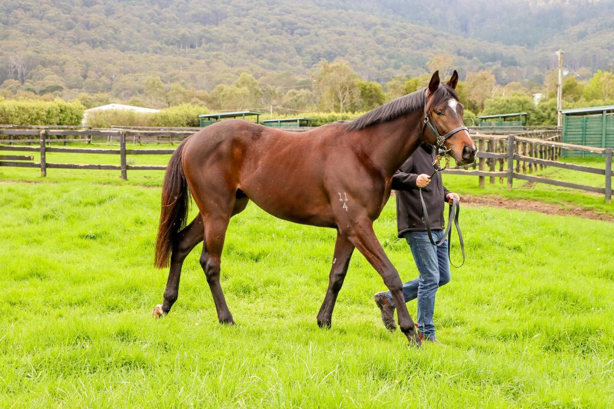So You Think 2yo colt