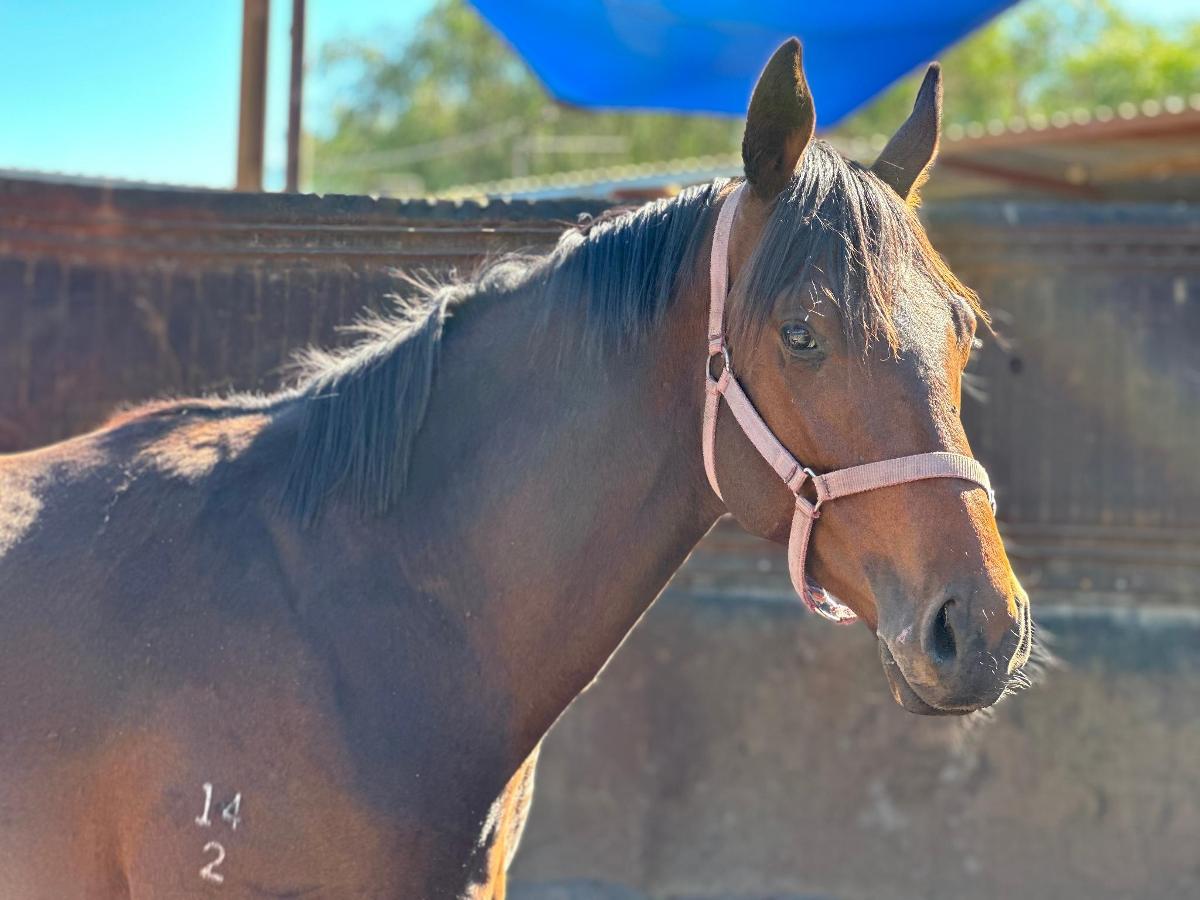 STREAK OF GOD (Playing God 2yo gelding)
