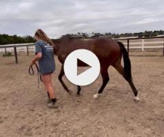 The Autumn Sun x  Military Reign Filly