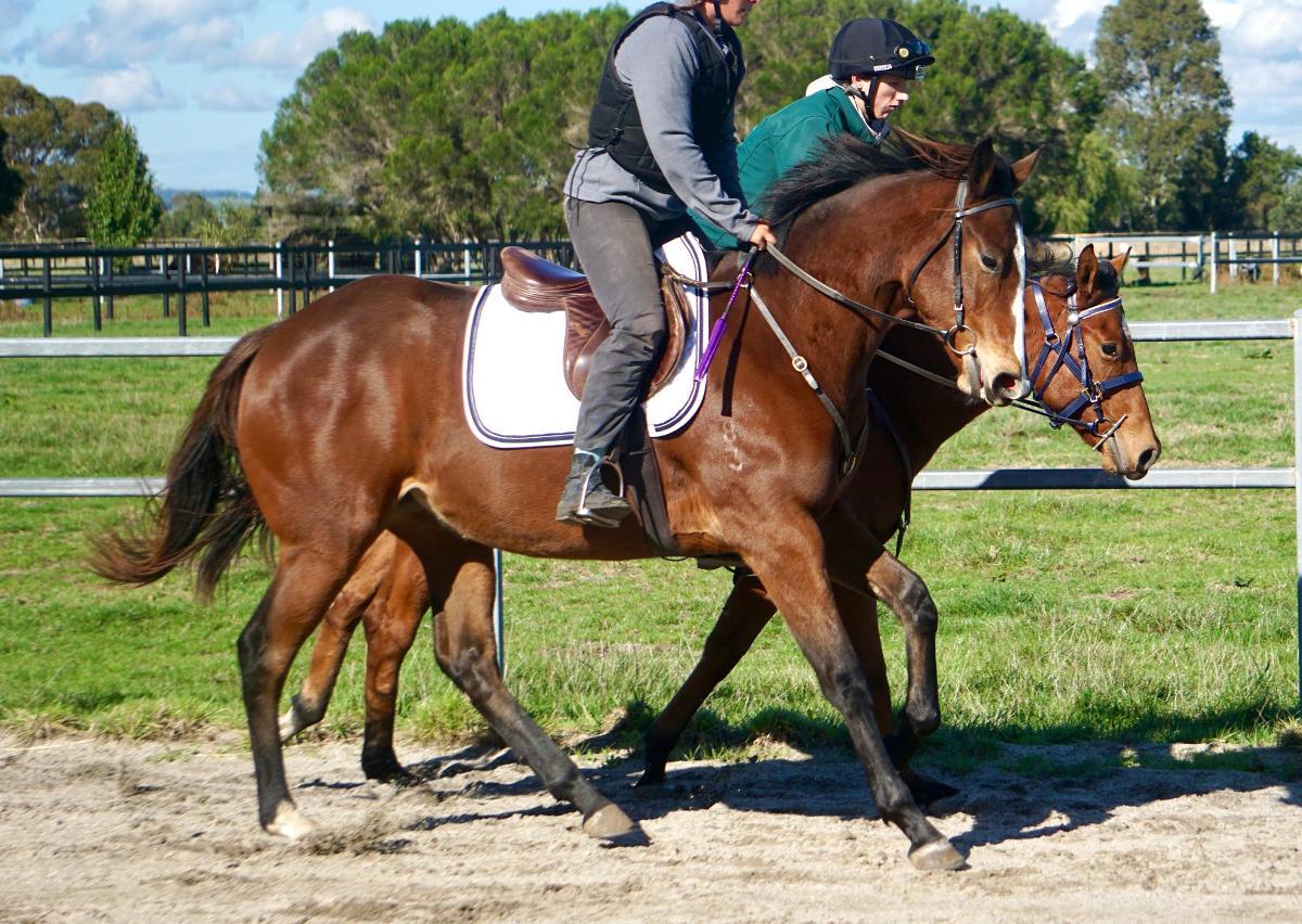 Wild Ruler x Face Forward filly