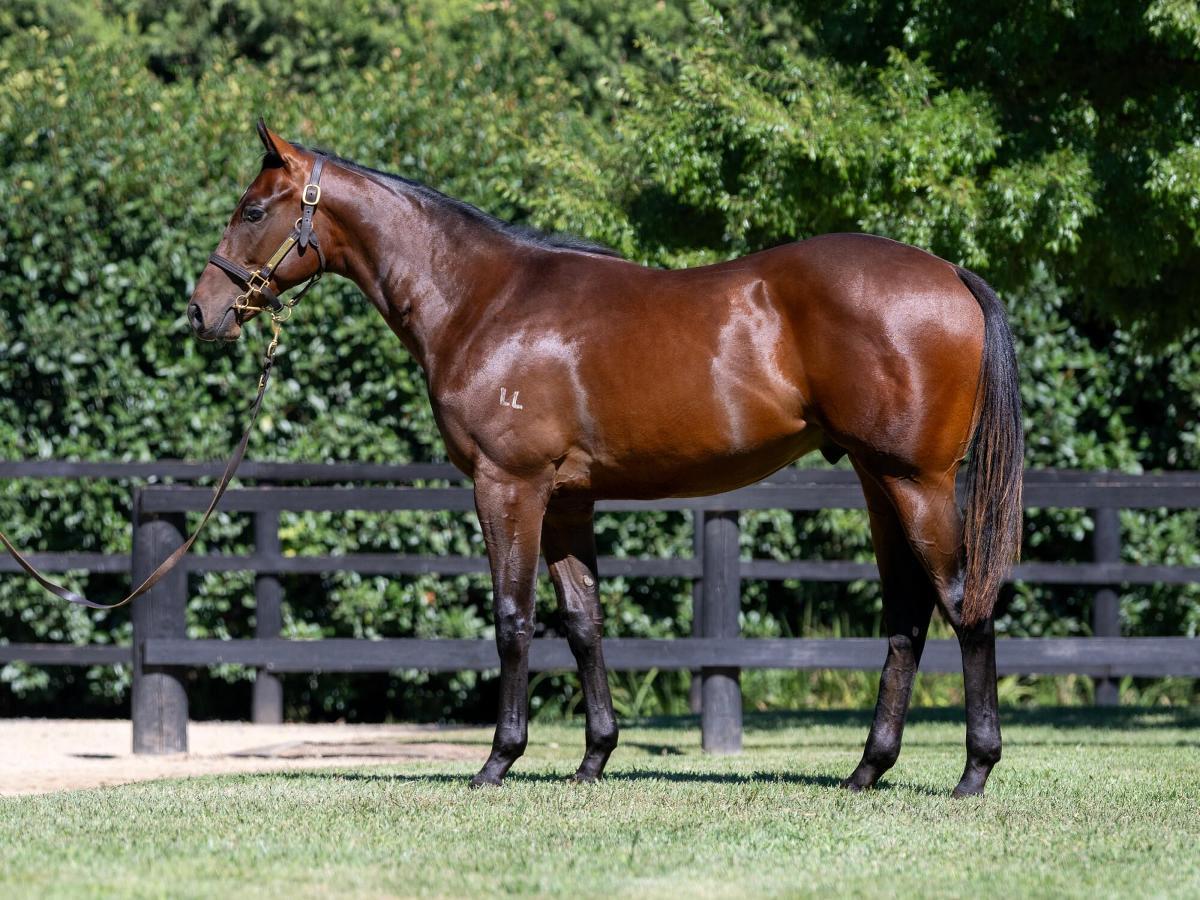 Kermadec x Destiny Diamond