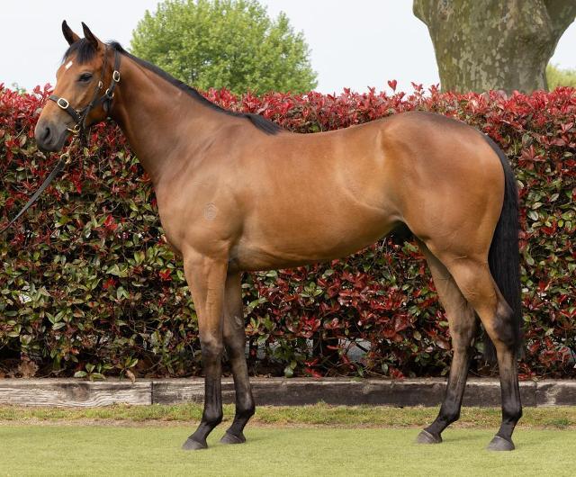 horse-image