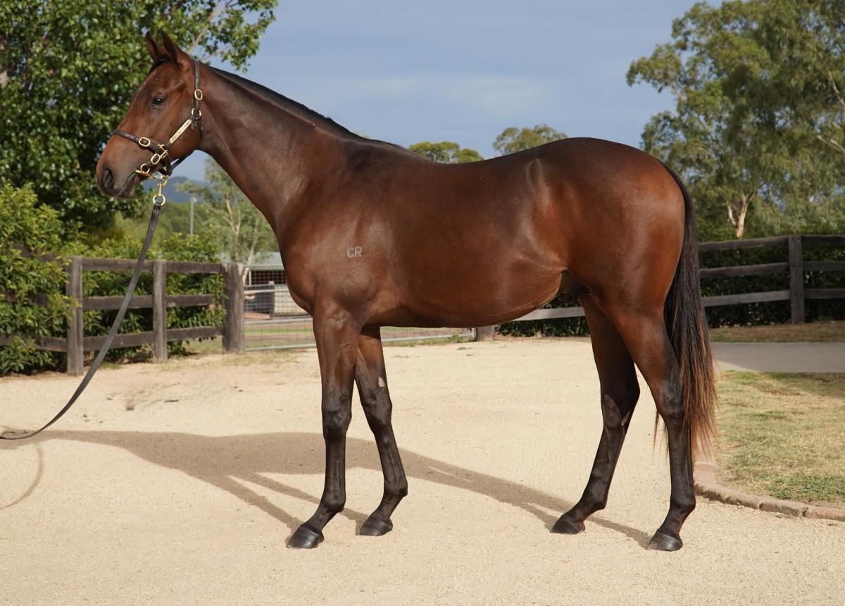 Harry Angel x Meschever Colt 
