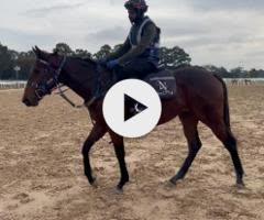Tassort x Shahad Filly