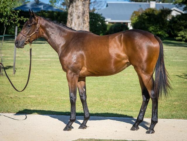 Tassort x Shahad Filly