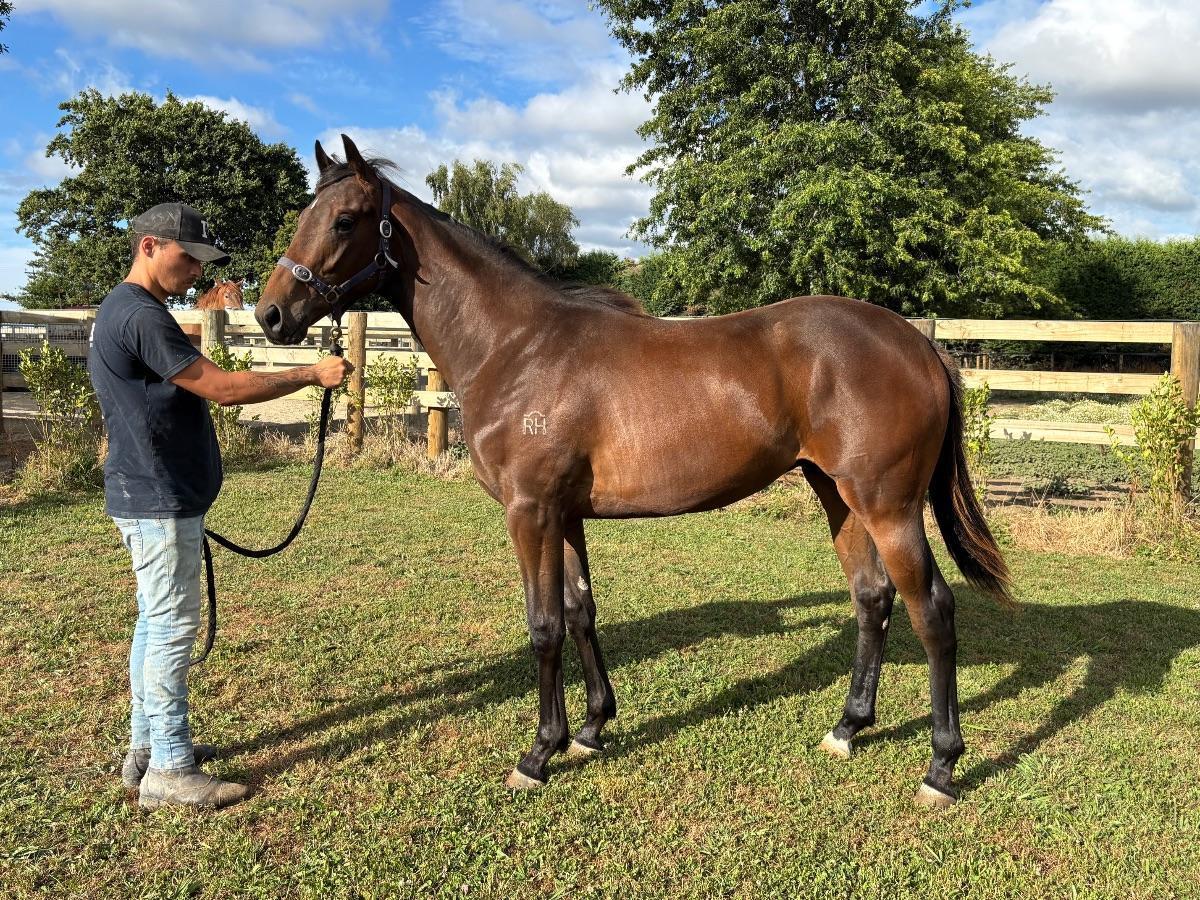 horse-image