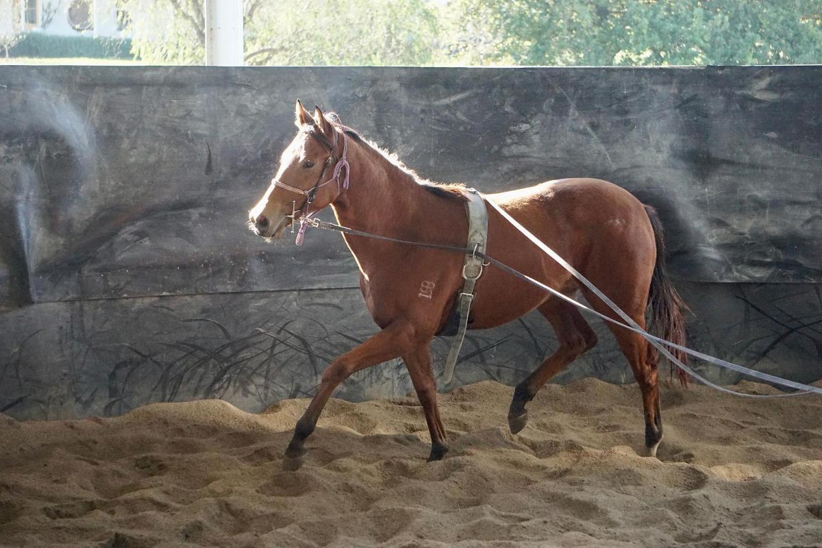 Anders x Madame Trop Vite Filly