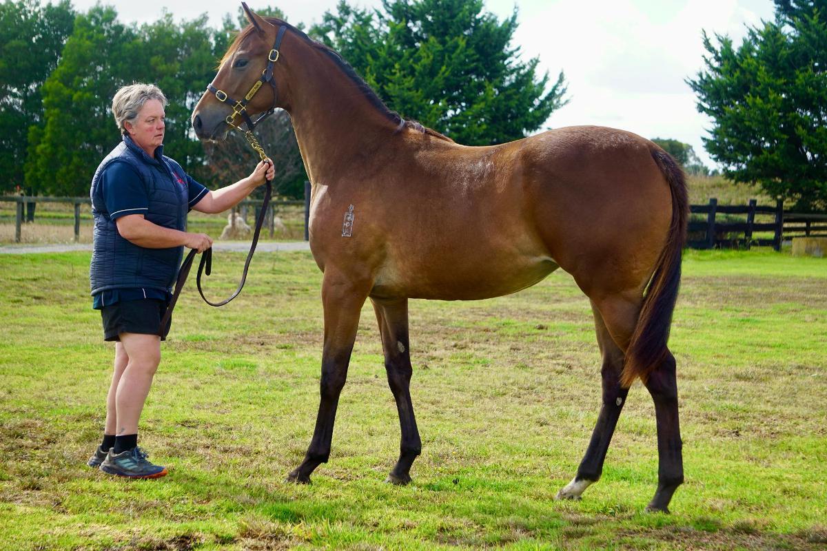 Wild Ruler x Face Forward filly