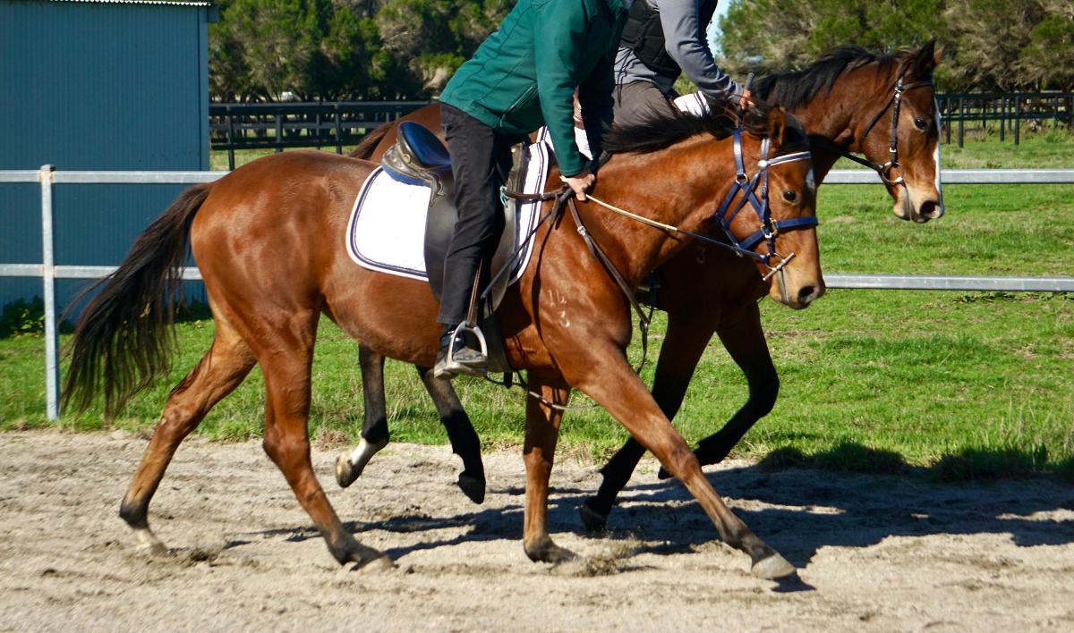 Anders x Madame Trop Vite Filly