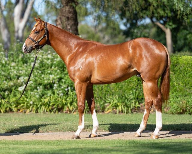 Frankel x Cleanup colt