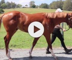 Frankel x Cleanup colt