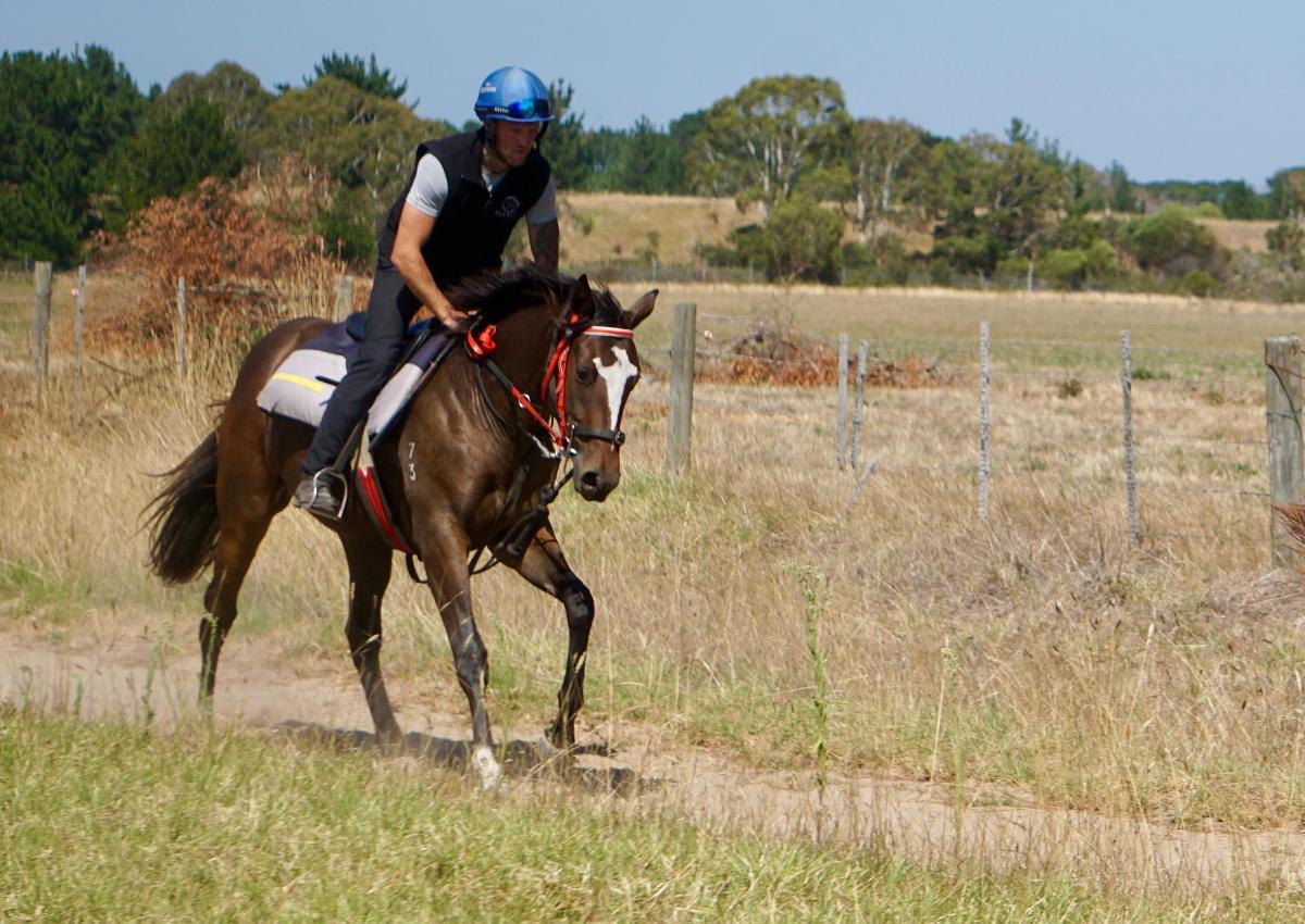 Wild Ruler x Saratoga Treasure (USA) Filly