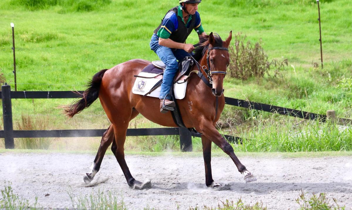 Ave Cantare (2yo filly by Microphone)
