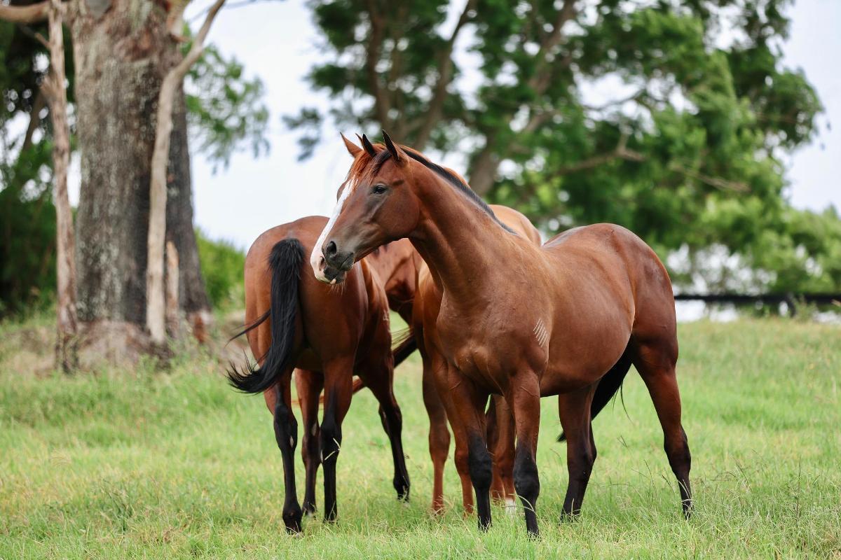So You Think x Zenon Colt