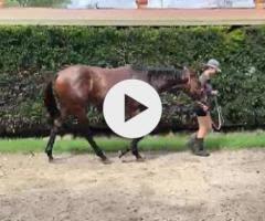 Wild Ruler x Wanted Lady