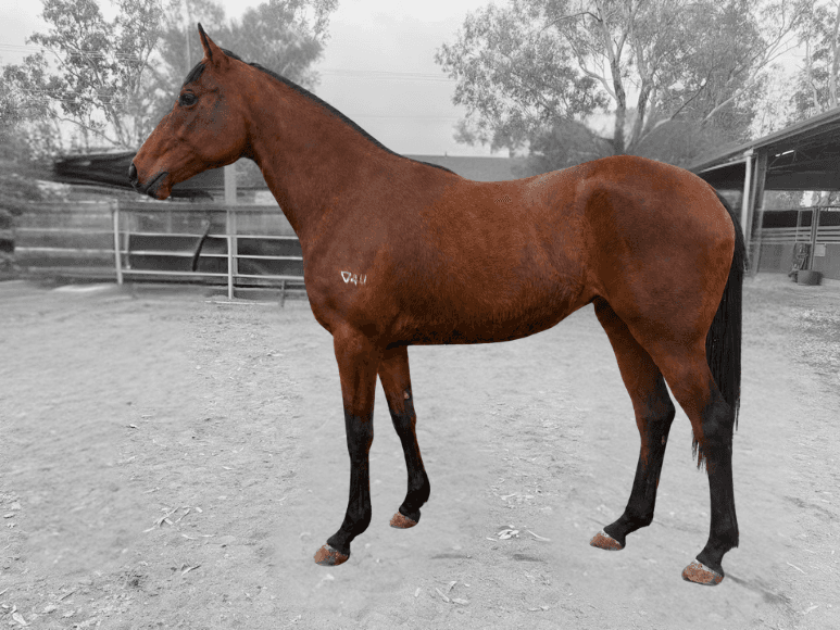 horse-image