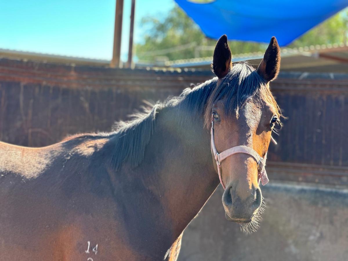 STREAK OF GOD (Playing God 2yo gelding)