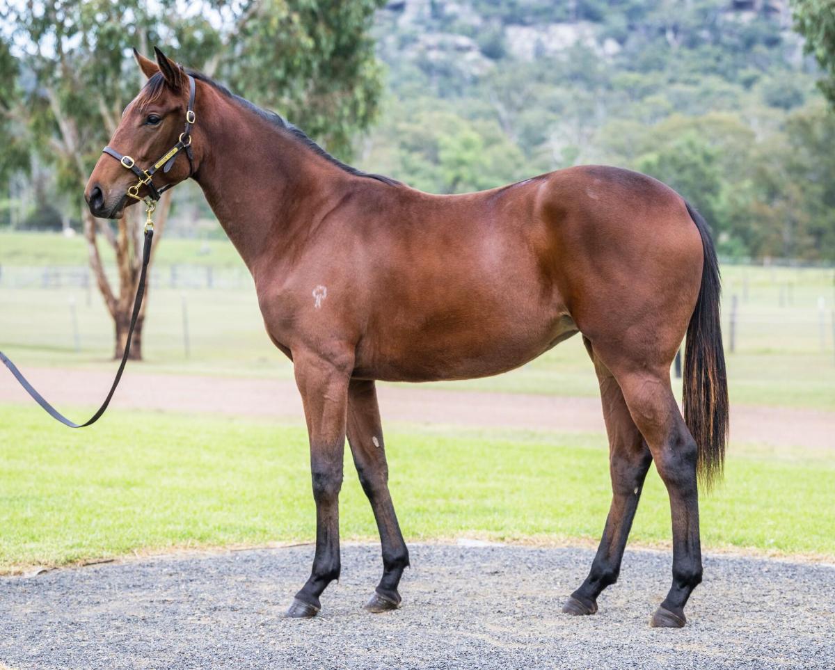 Shamus Award X Armed For Action