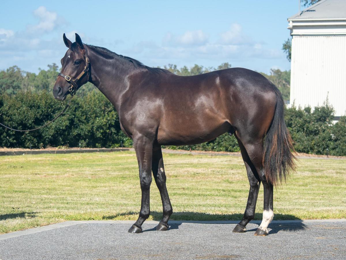 So You Think x Tawaret '22 Gelding