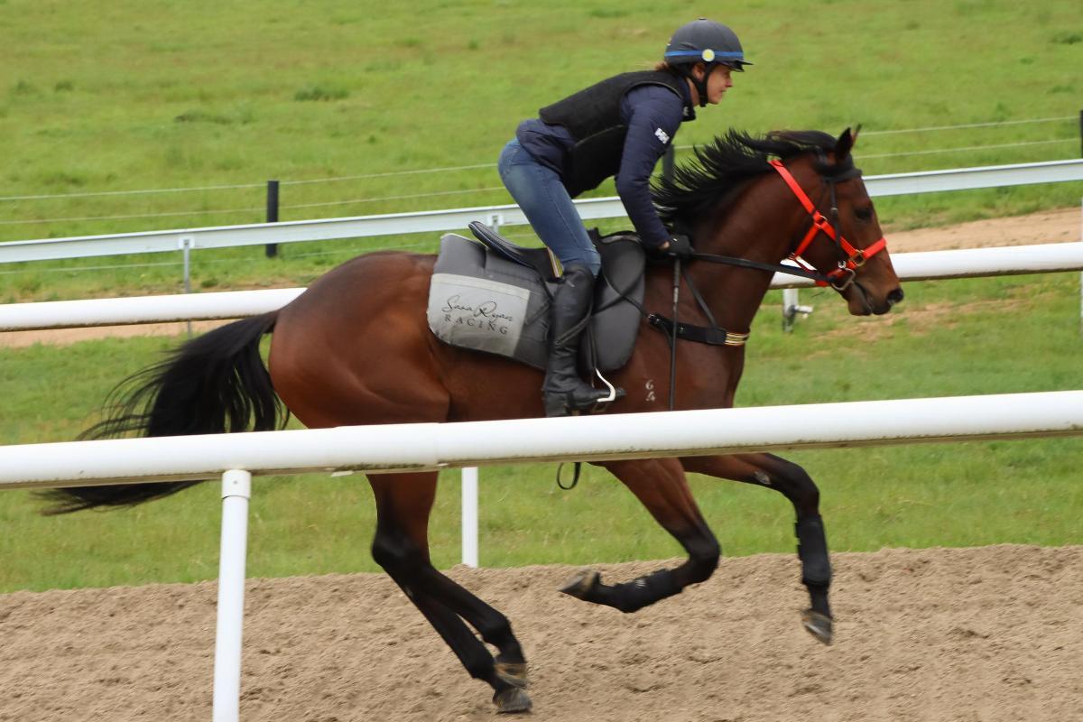 In The Congo 2yo Colt