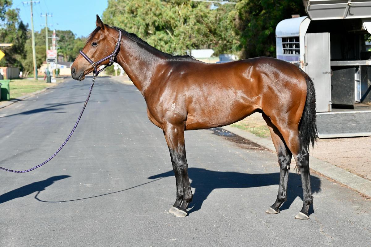 STREAK OF GOD (Playing God 2yo gelding)