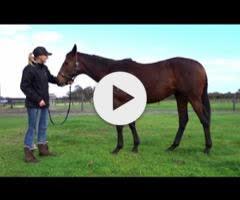STREAK OF GOD (Playing God 2yo gelding)