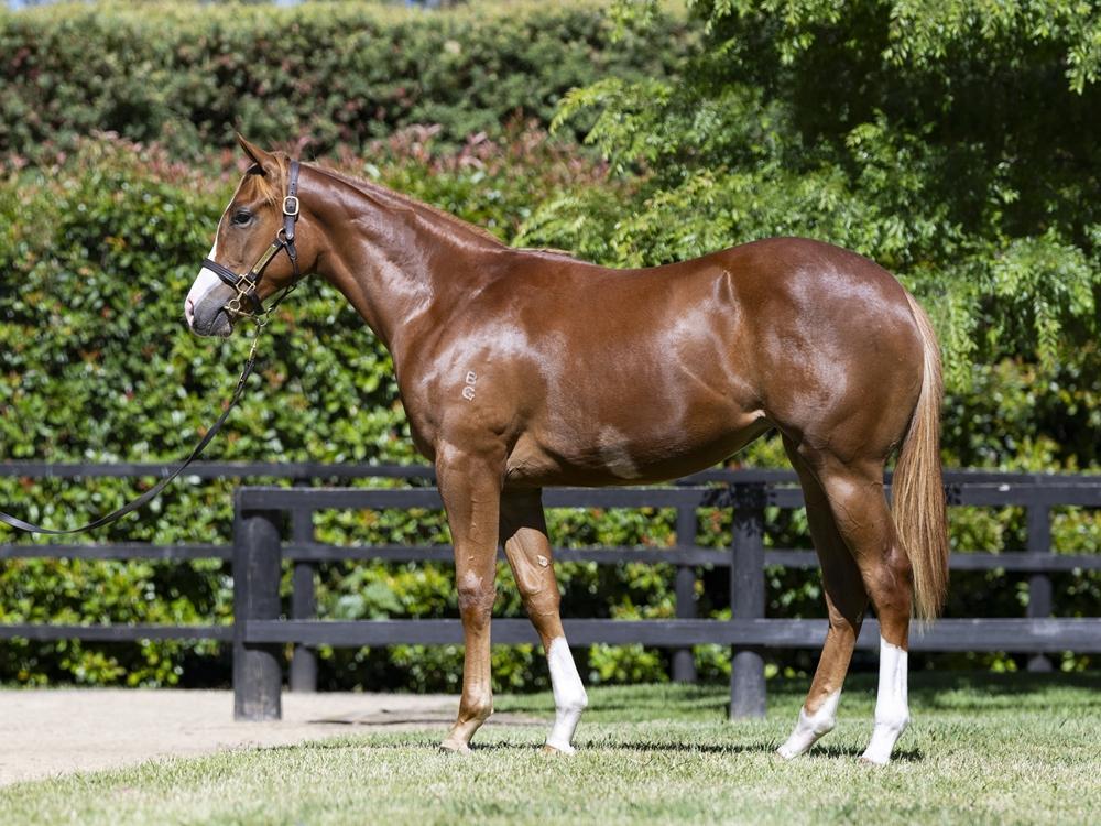 Sejardan X Neighbourhood filly