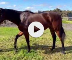 STREAK OF GOD (Playing God 2yo gelding)