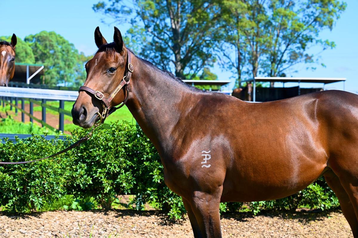 Tassort x Shahad Filly