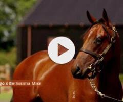 In The Congo 2yo Colt