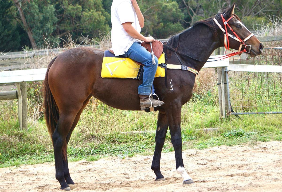 Wild Ruler x Saratoga Treasure (USA) Filly