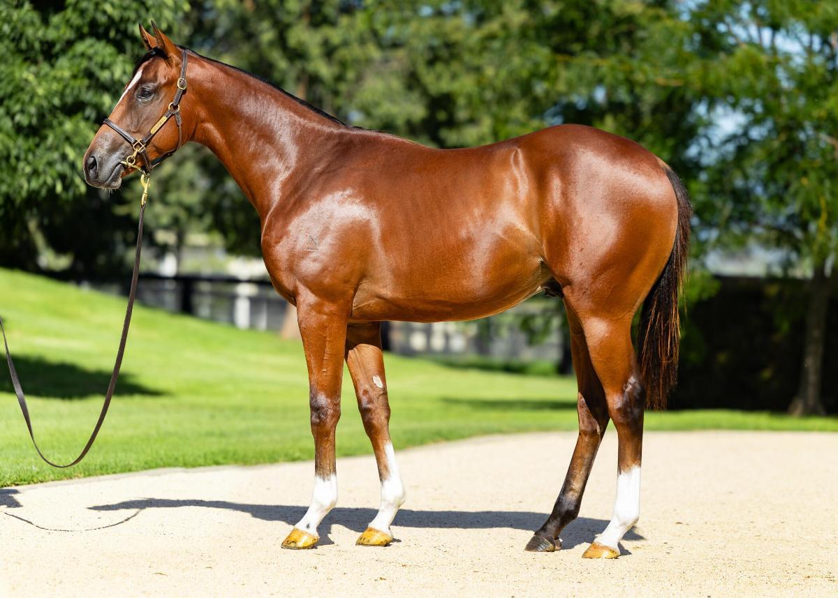 horse-image