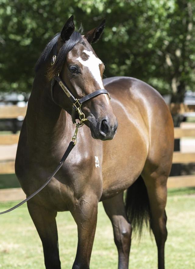 horse-image