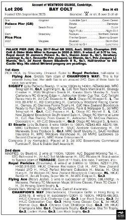 Palace Pier x Pica Pica Colt
