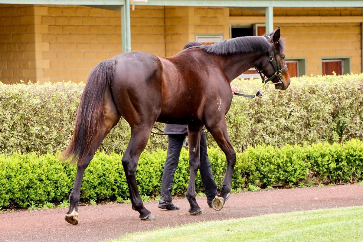 So You Think 2yo colt
